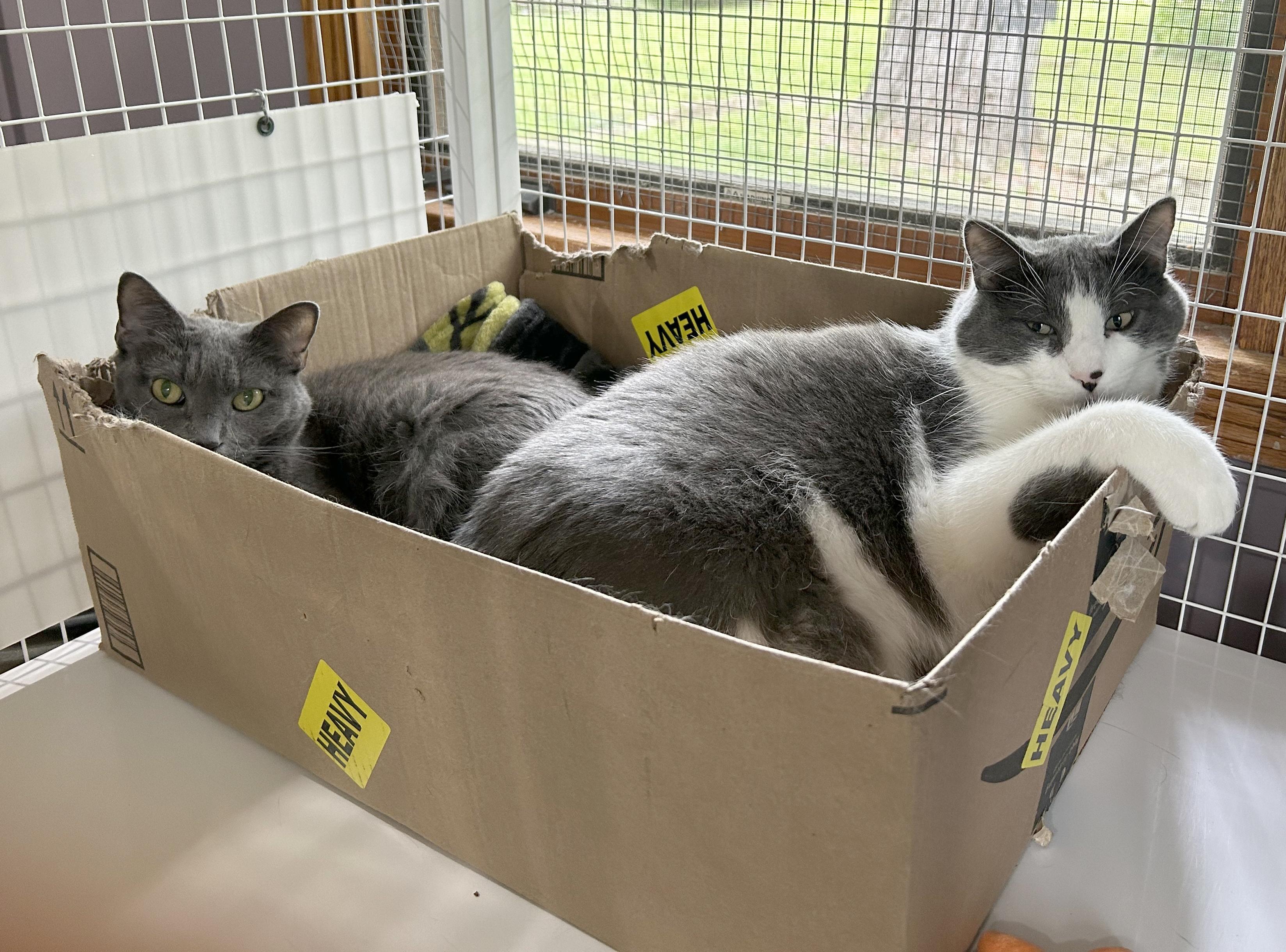 Yawney & Railee, a Adoptable Domestic Short Hair in Parkville, MO image 3/6