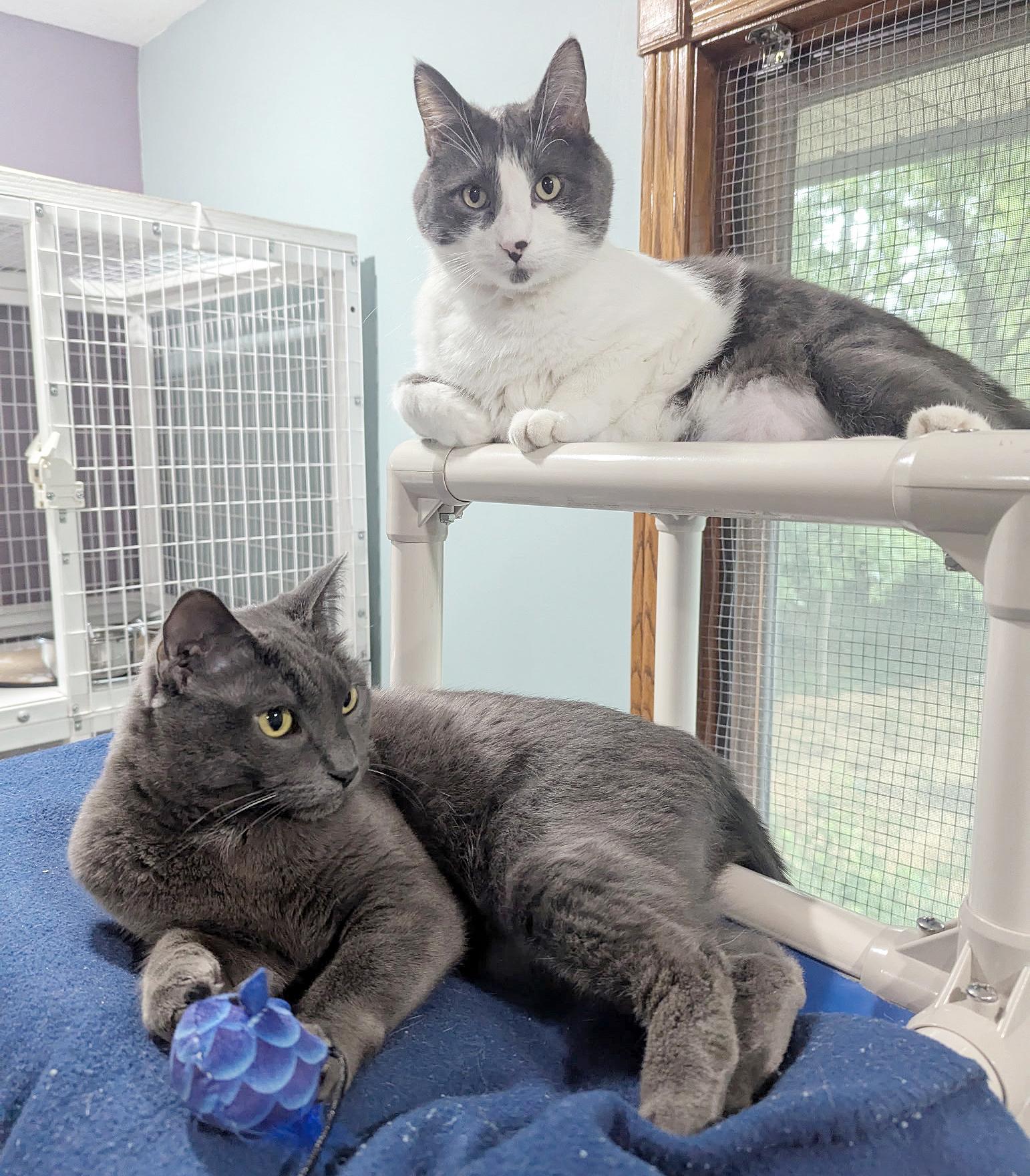Enlarge Yawney & Railee, a Adoptable Domestic Short Hair in Parkville, MO image 1/6