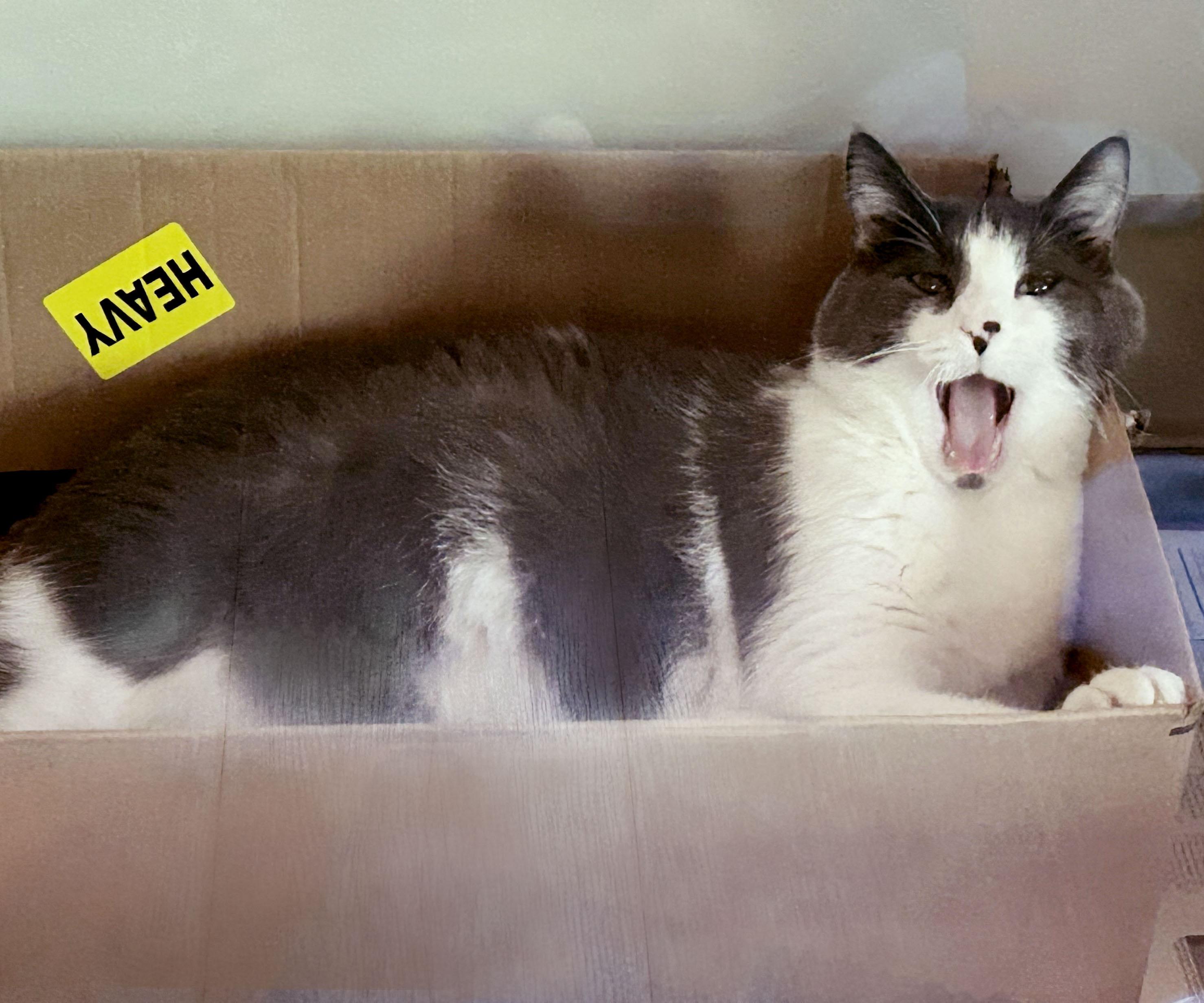 Yawney & Railee, an adoptable Domestic Short Hair in Parkville, MO, 64152 | Photo Image 4
