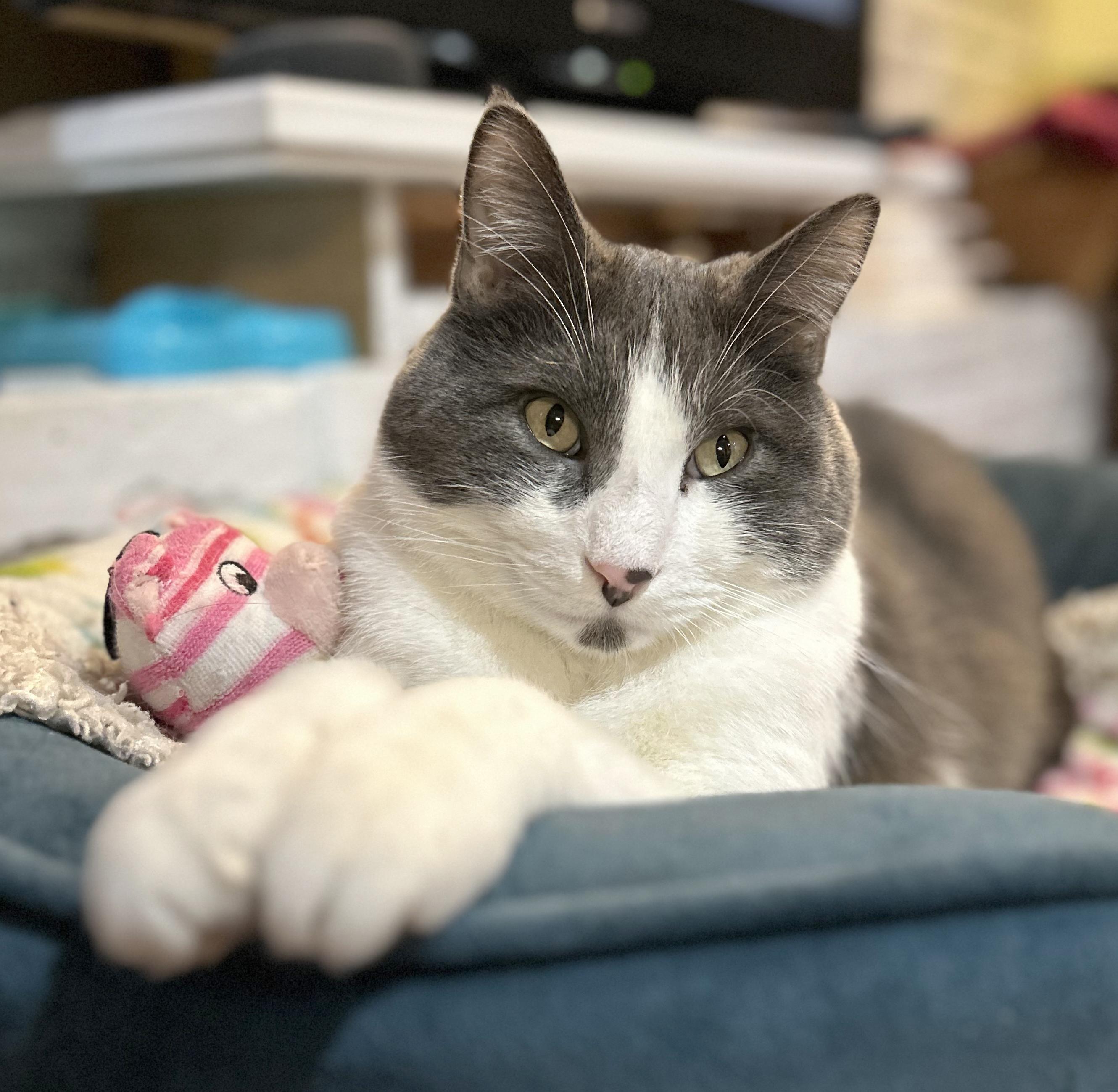 Enlarge Yawney & Railee, a Adoptable Domestic Short Hair in Parkville, MO image 3/6
