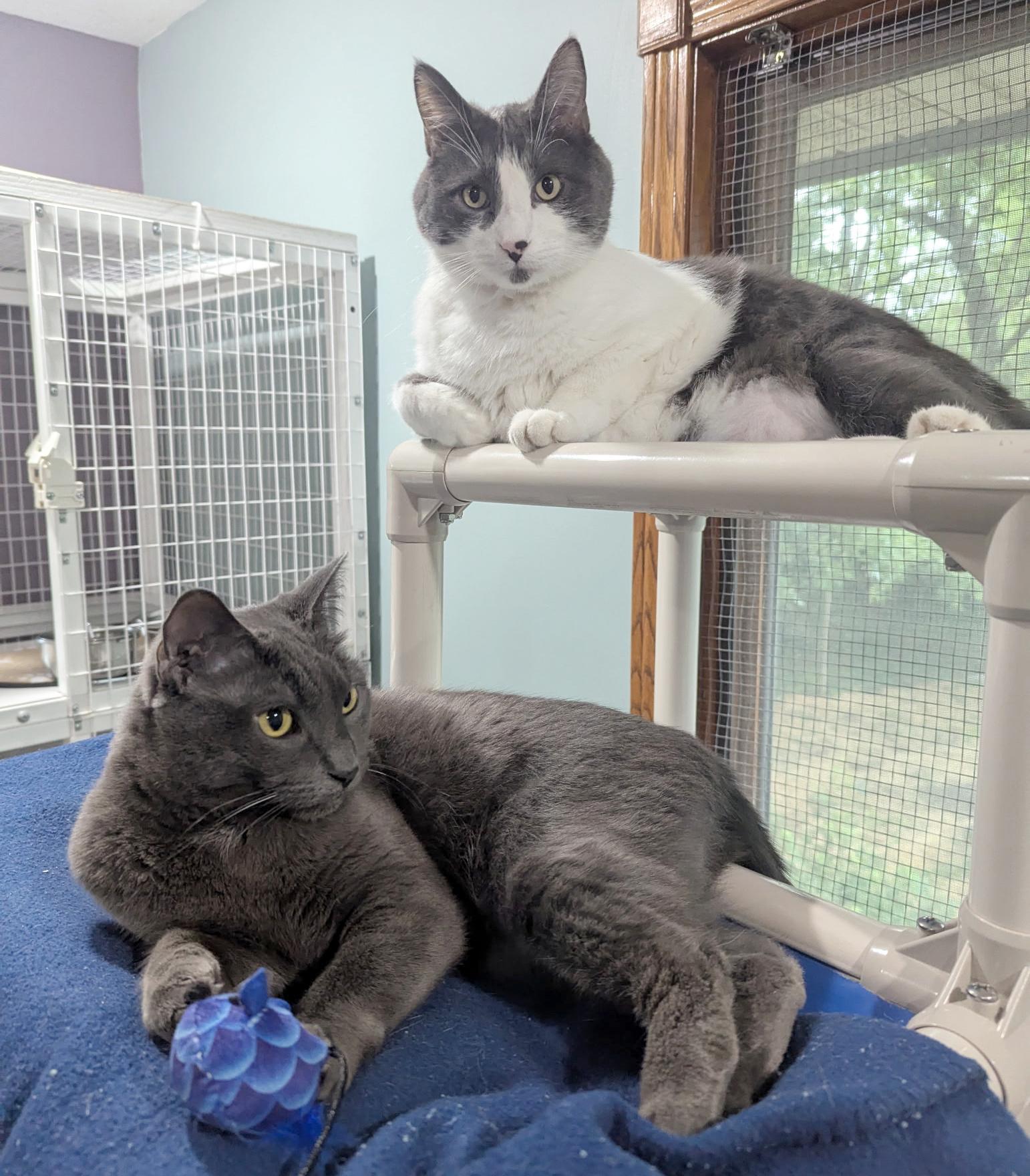 Yawney & Railee, an adoptable Domestic Short Hair in Parkville, MO, 64152 | Photo Image 6