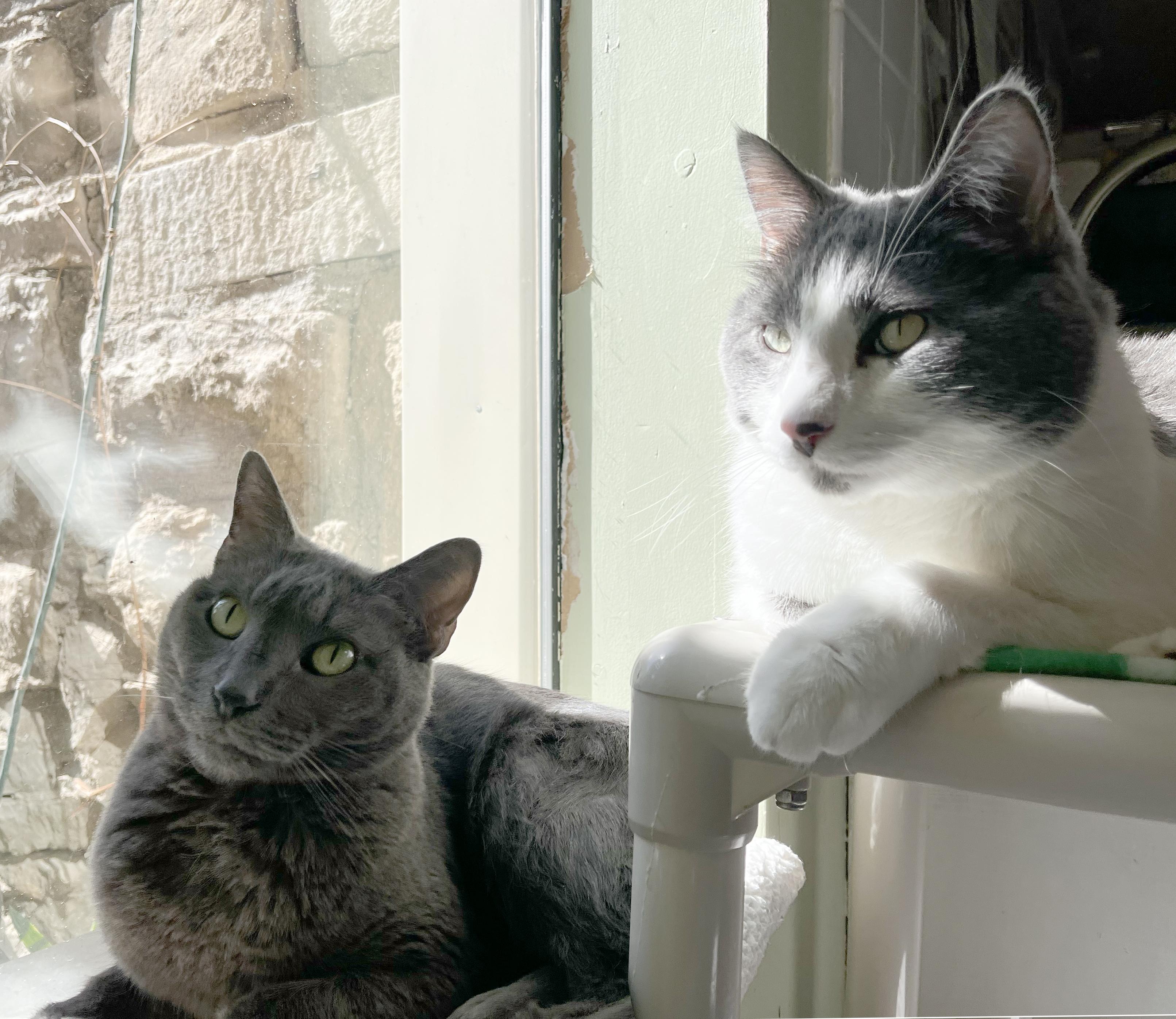 Yawney & Railee, Adoptable, Adult Male Domestic Short Hair.