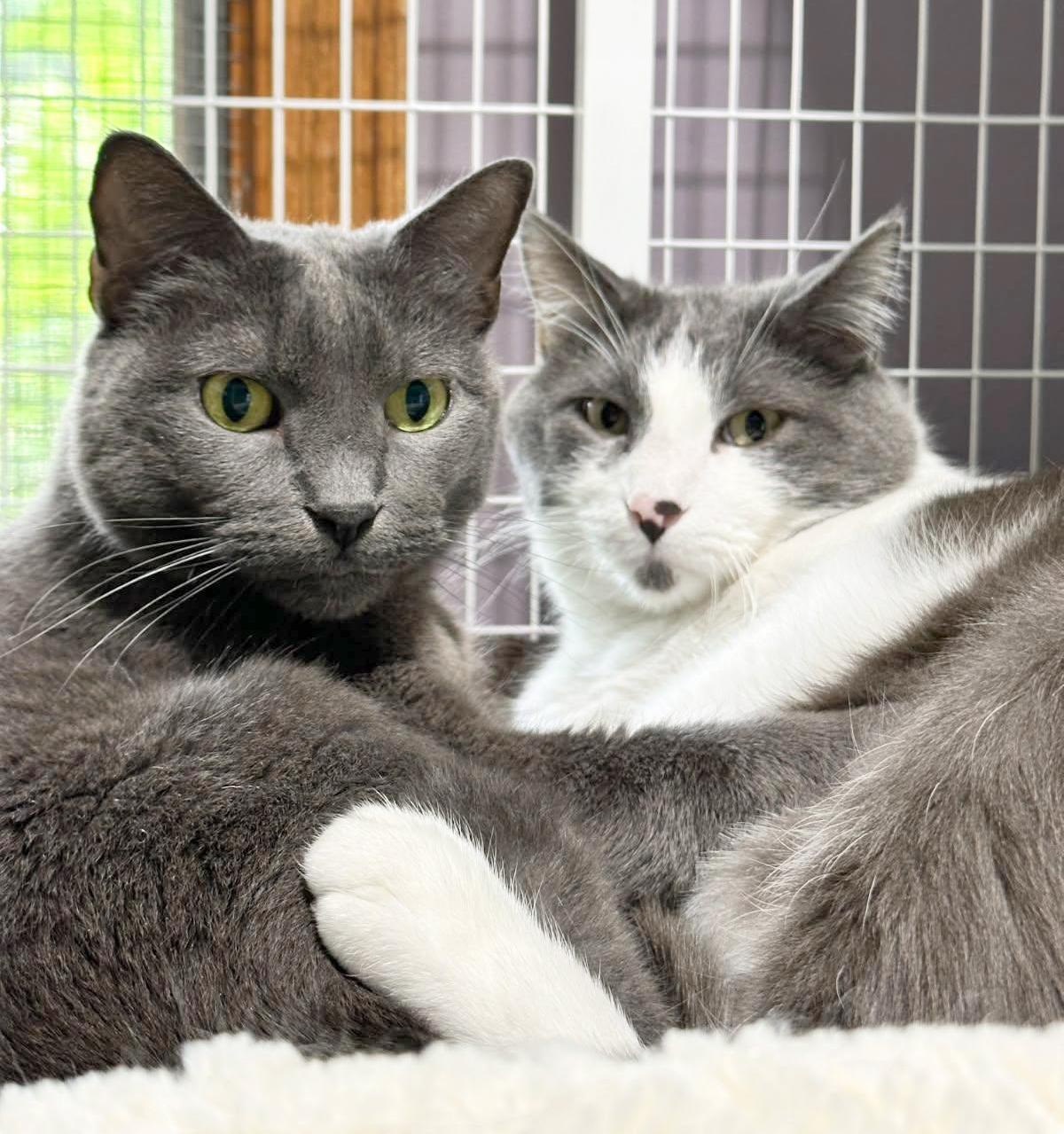 Yawney & Railee, Adoptable, Adult Male Domestic Short Hair.
