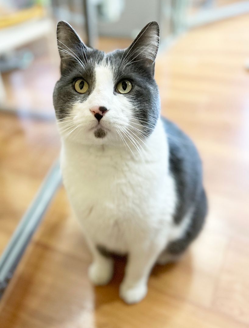 Yawney & Railee, an adoptable Domestic Short Hair in Parkville, MO, 64152 | Photo Image 6