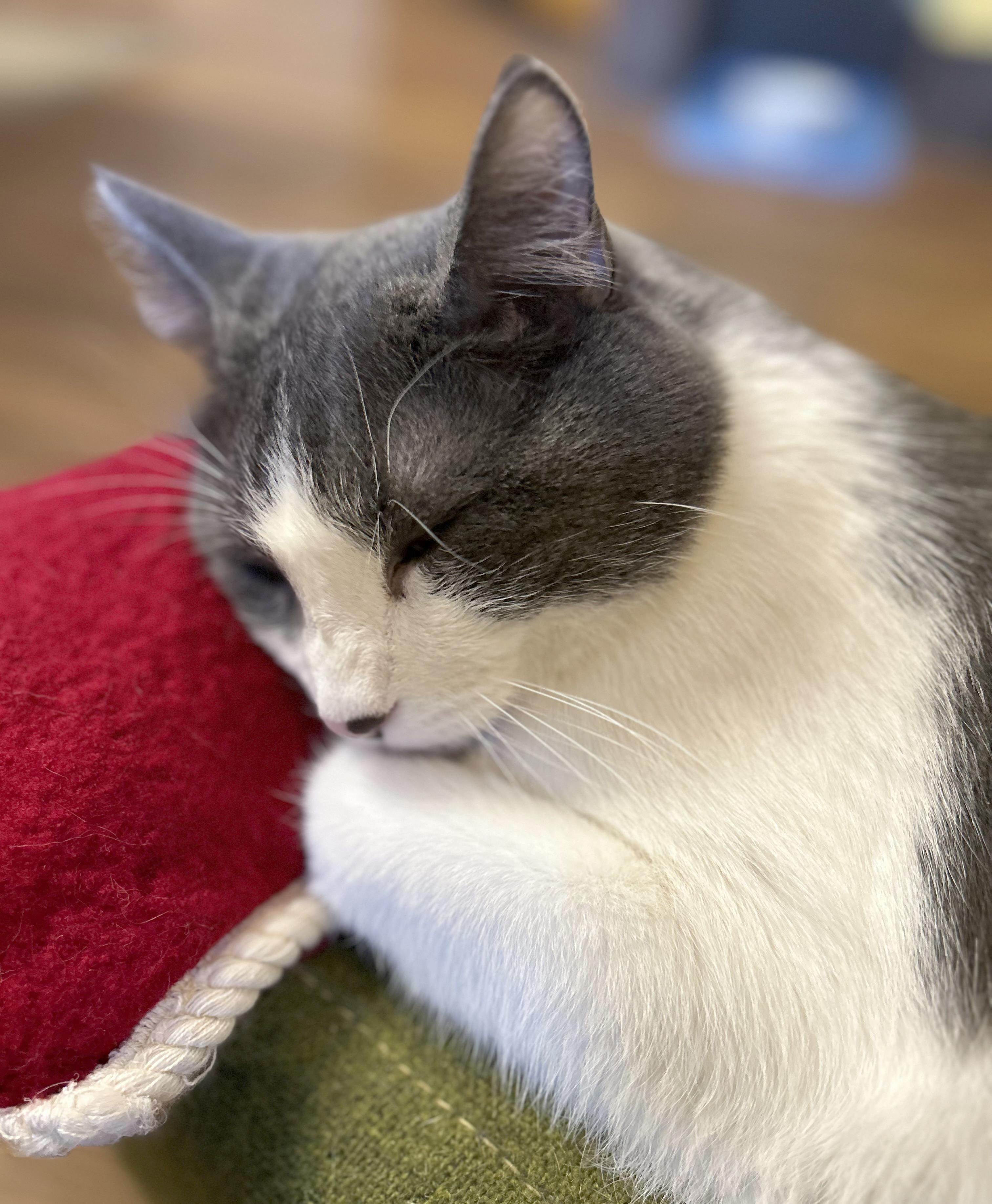 Yawney & Railee, a Adoptable Domestic Short Hair in Parkville, MO image 5/6