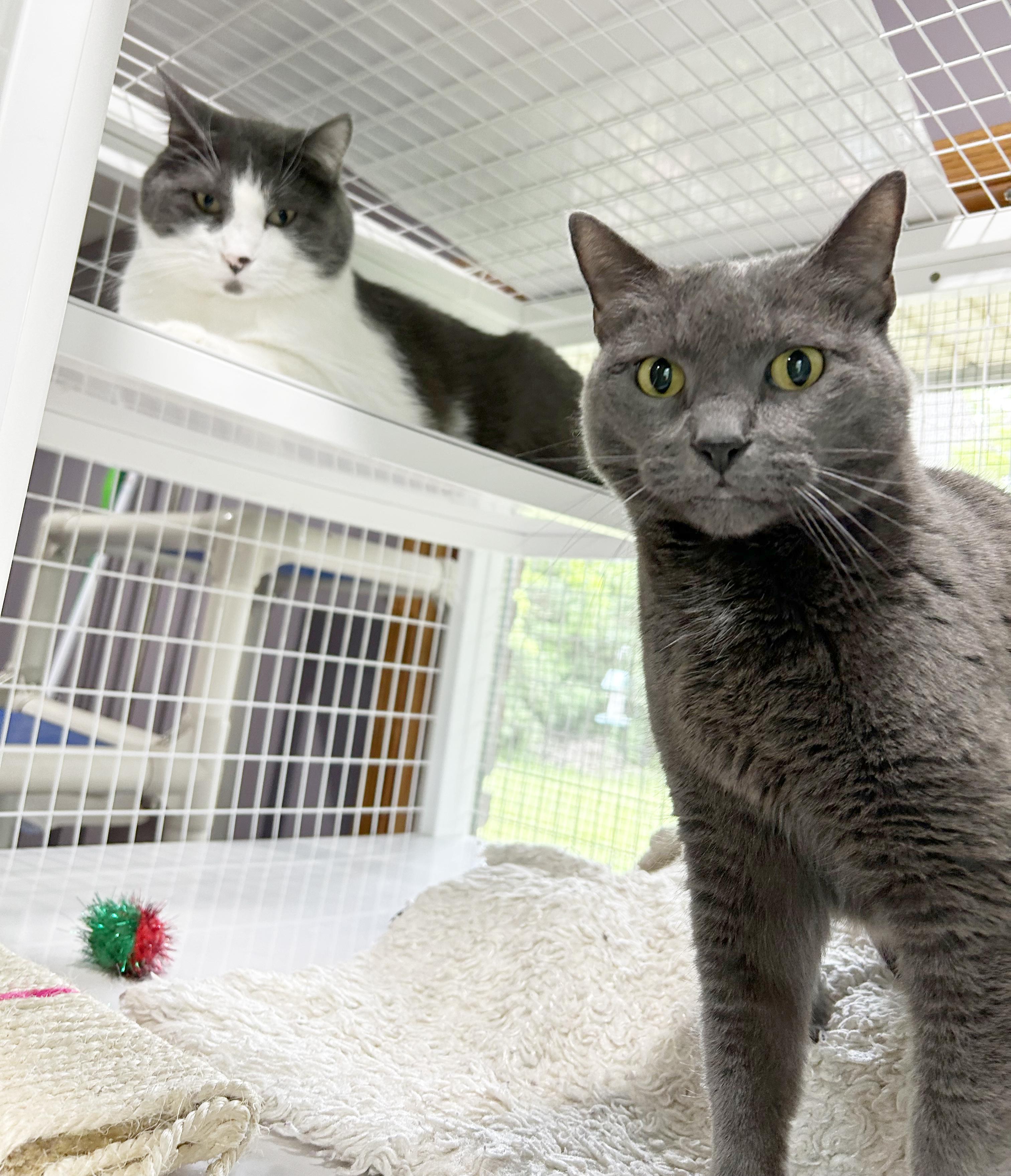 Yawney & Railee, an adoptable Domestic Short Hair in Parkville, MO, 64152 | Photo Image 2