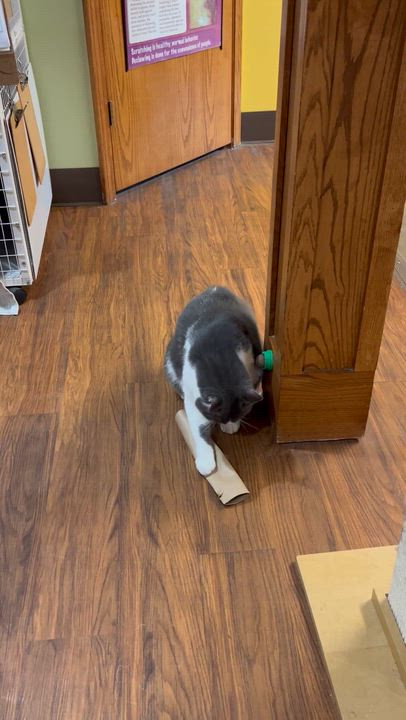 Enlarge Yawney & Railee, a Adoptable Domestic Short Hair in Parkville, MO video 6/6