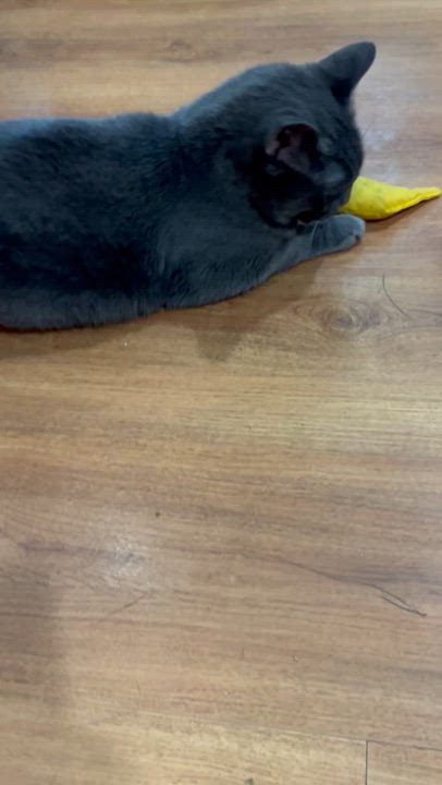 Enlarge Yawney & Railee, a Adoptable Domestic Short Hair in Parkville, MO video 5/6