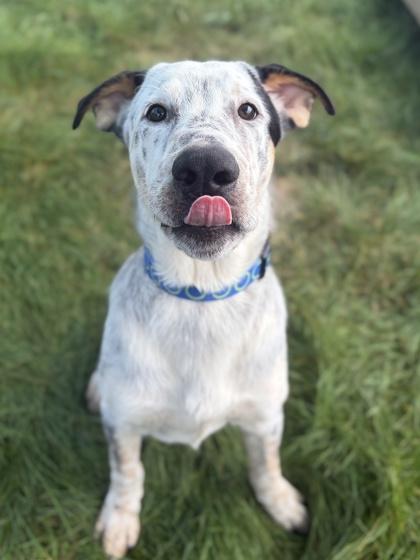 Enlarge Dodger - Name Your Own Adoption Fee, a Adoptable mixed breed in Jefferson, WI image 2/2