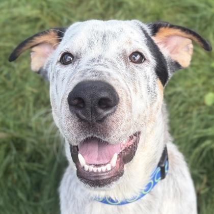 Dodger - Name Your Own Adoption Fee, Adoptable, Young Male Australian Cattle Dog / Blue Heeler.