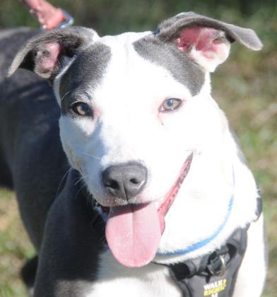 ZOEY, a ADOPTABLE Mixed Breed in Fernandina Beach, FL image 1/3