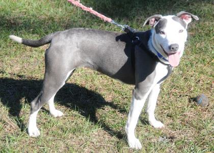 ZOEY, a ADOPTABLE Mixed Breed in Fernandina Beach, FL image 3/3