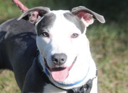 ZOEY, a ADOPTABLE Mixed Breed in Fernandina Beach, FL image 2/3