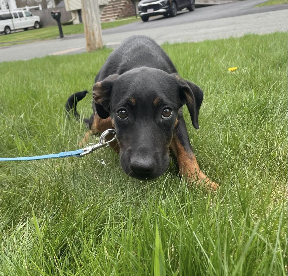 WiFi, a Adoptable mixed breed in Pembroke, MA image 2/4