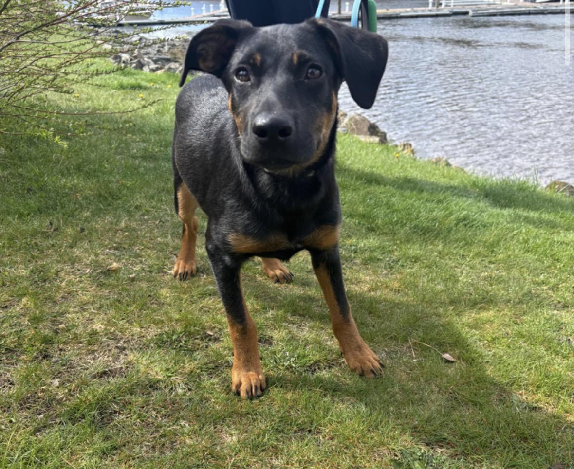 WiFi, a Adoptable mixed breed in Pembroke, MA image 4/4