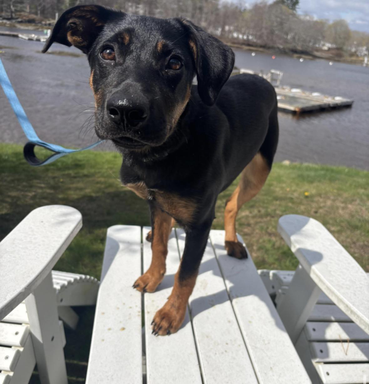 WiFi, Adoptable, Puppy Female Mountain Cur.