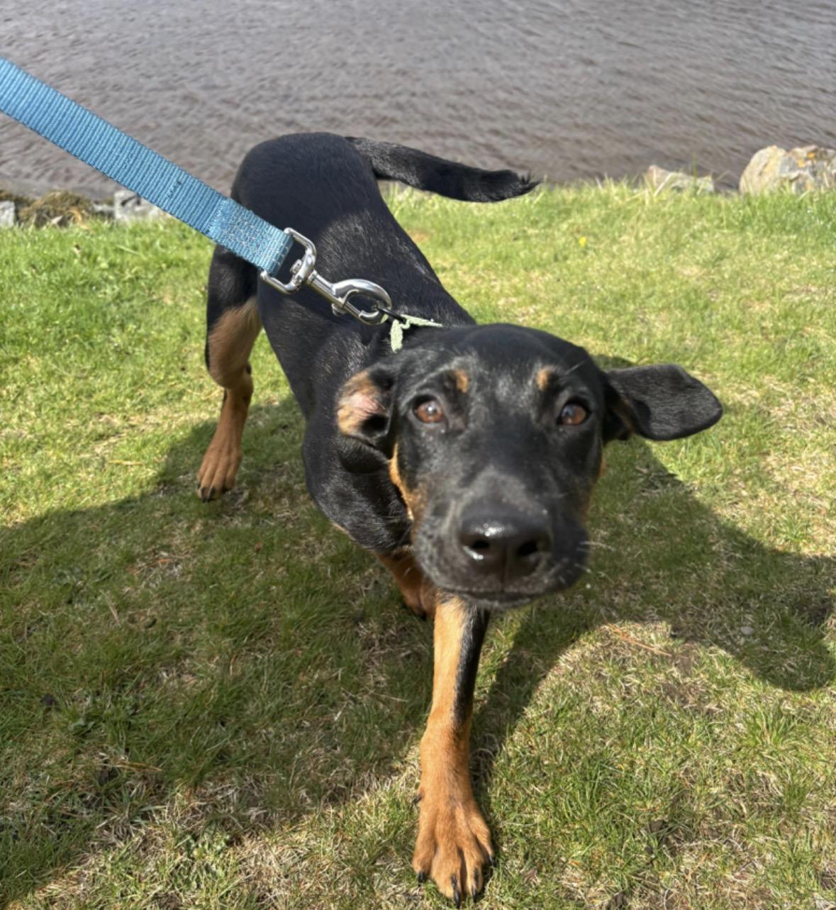 WiFi, a Adoptable mixed breed in Pembroke, MA image 3/4