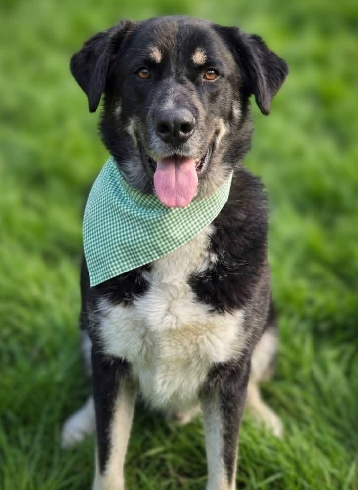 Enlarge Romondo, handsome adventure boy!, a ADOPTABLE mixed breed in Bonney Lake, WA image 2/6
