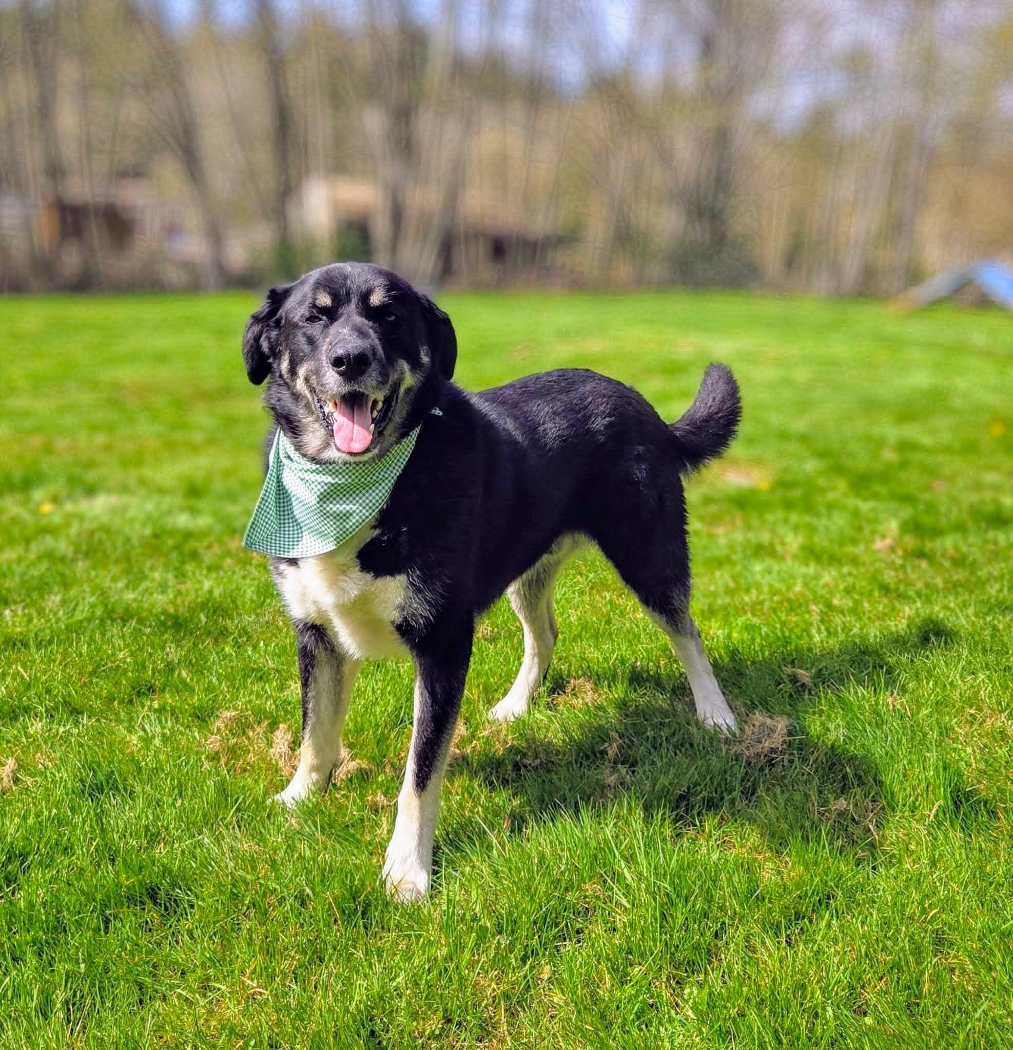 Enlarge Romondo, handsome adventure boy!, a ADOPTABLE mixed breed in Bonney Lake, WA image 5/6