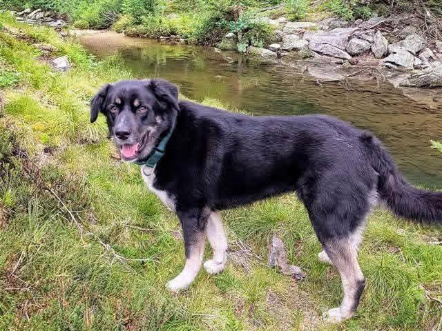 Enlarge Romondo, handsome adventure boy!, a ADOPTABLE mixed breed in Bonney Lake, WA image 6/6