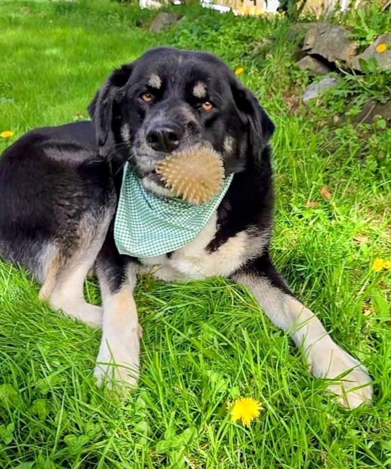 Enlarge Romondo, handsome adventure boy!, a ADOPTABLE mixed breed in Bonney Lake, WA image 3/6