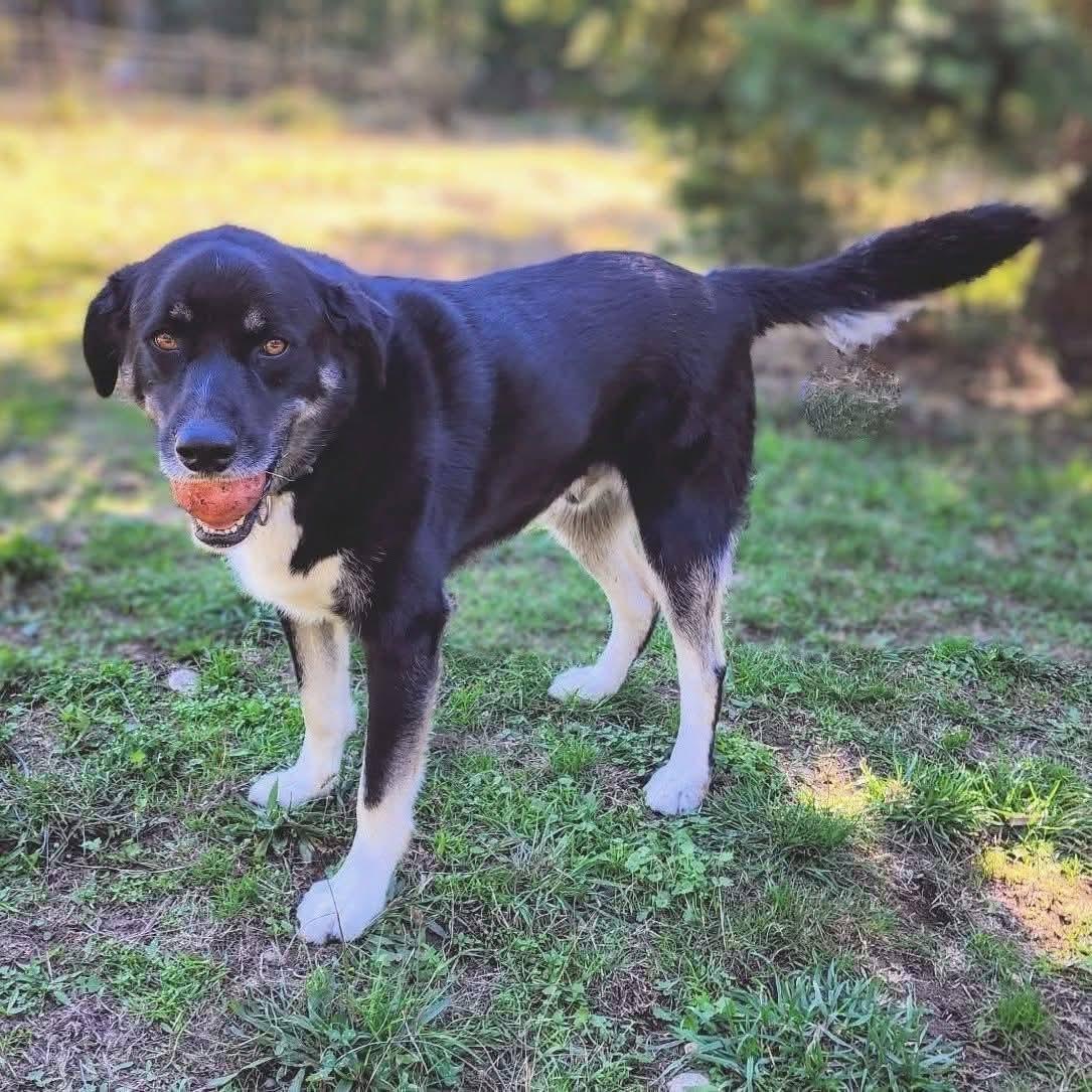 Enlarge Romondo, handsome adventure boy!, a ADOPTABLE mixed breed in Bonney Lake, WA image 4/6