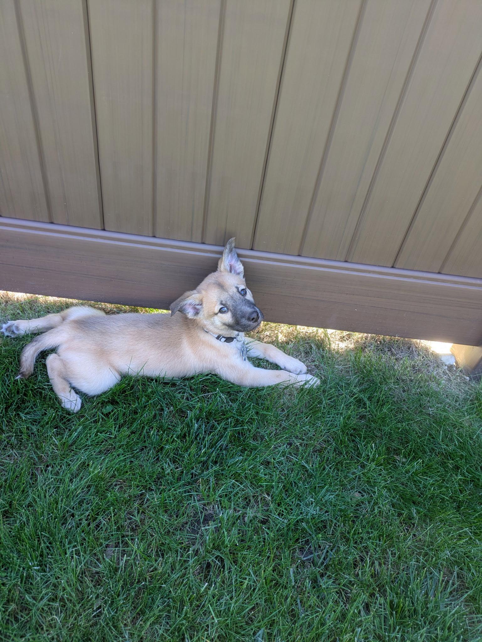 Trout, Adopted, Puppy Male Shepherd & Great Pyrenees.