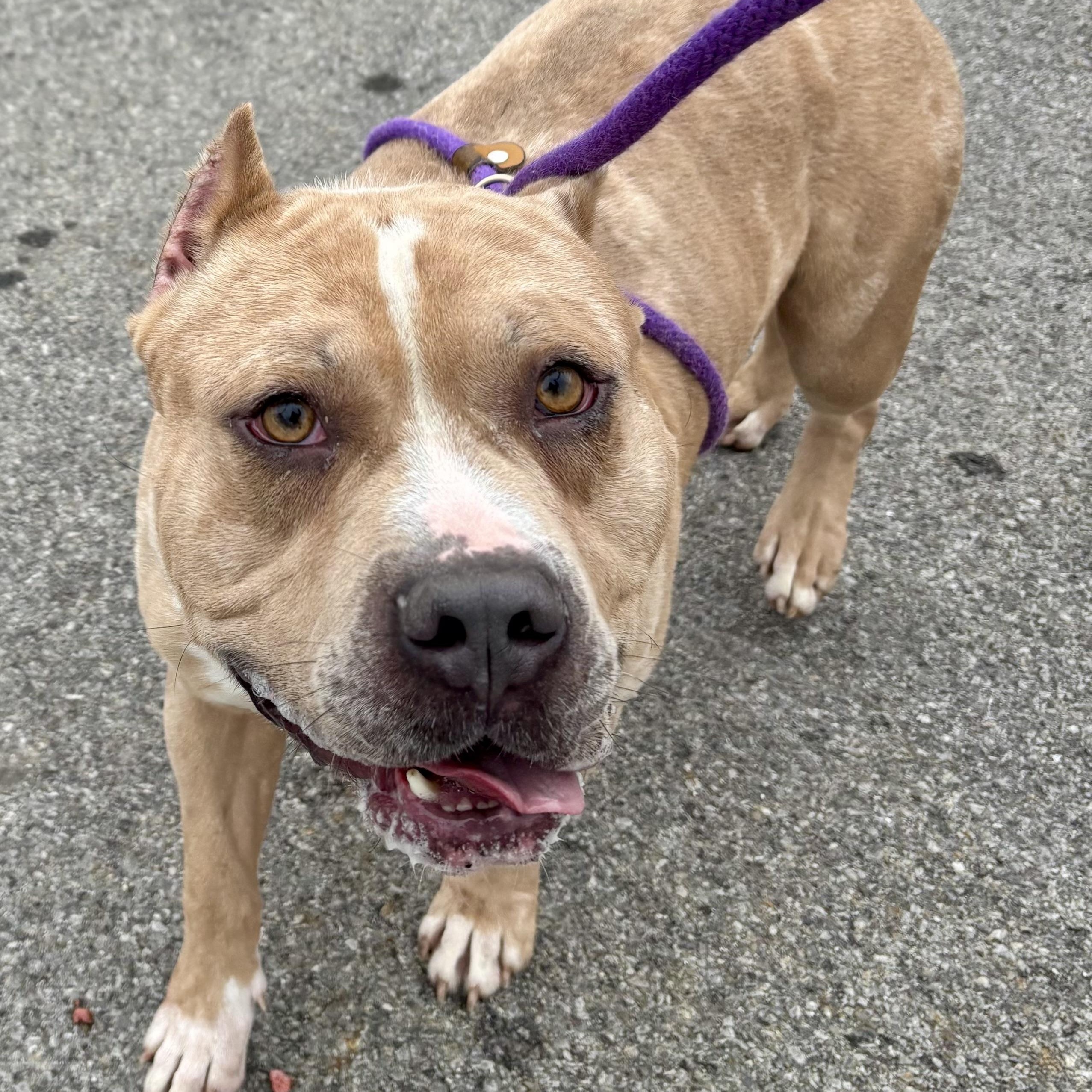 Enlarge Puma, a ADOPTABLE mixed breed in Buffalo, NY image 2/5