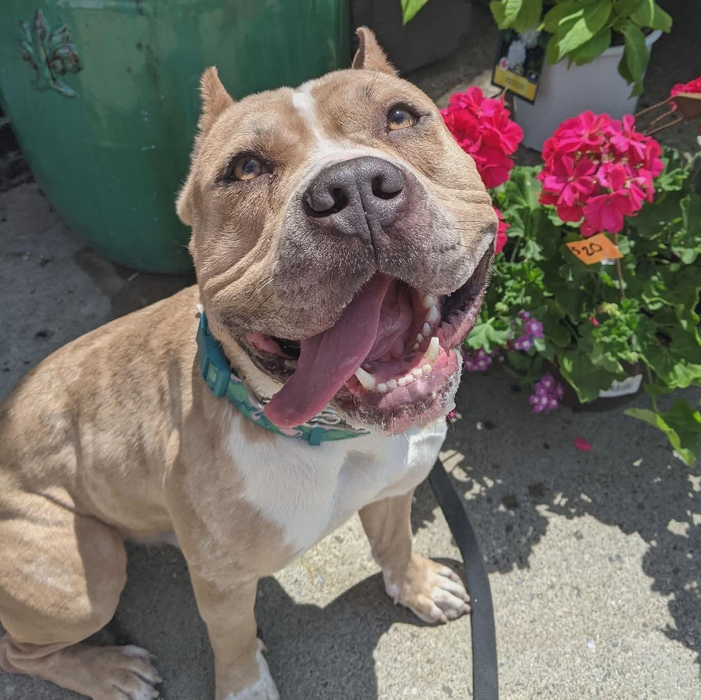 Puma, ADOPTABLE, Adult Male American Bully.