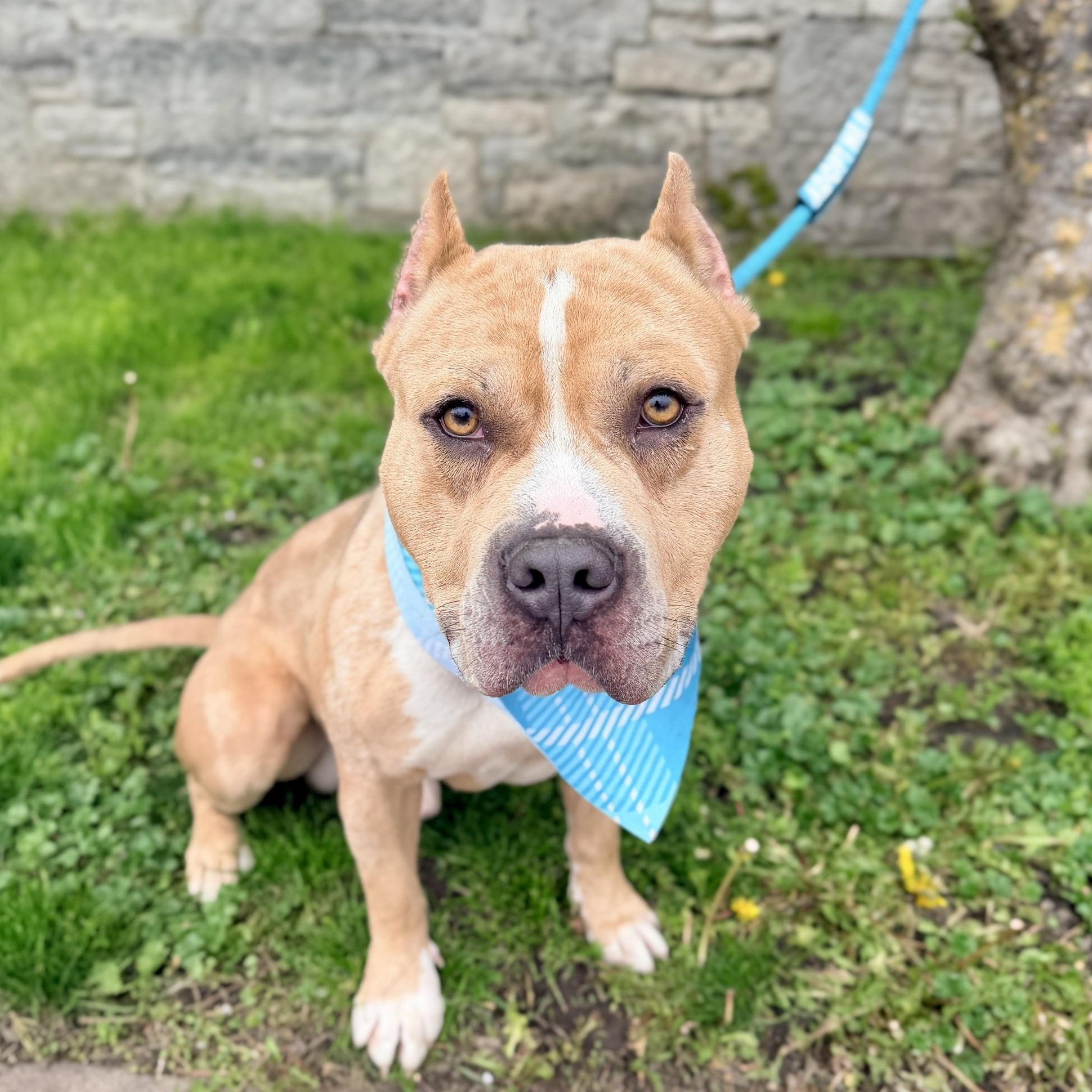 Puma, ADOPTABLE, Adult Male Pit Bull Terrier.