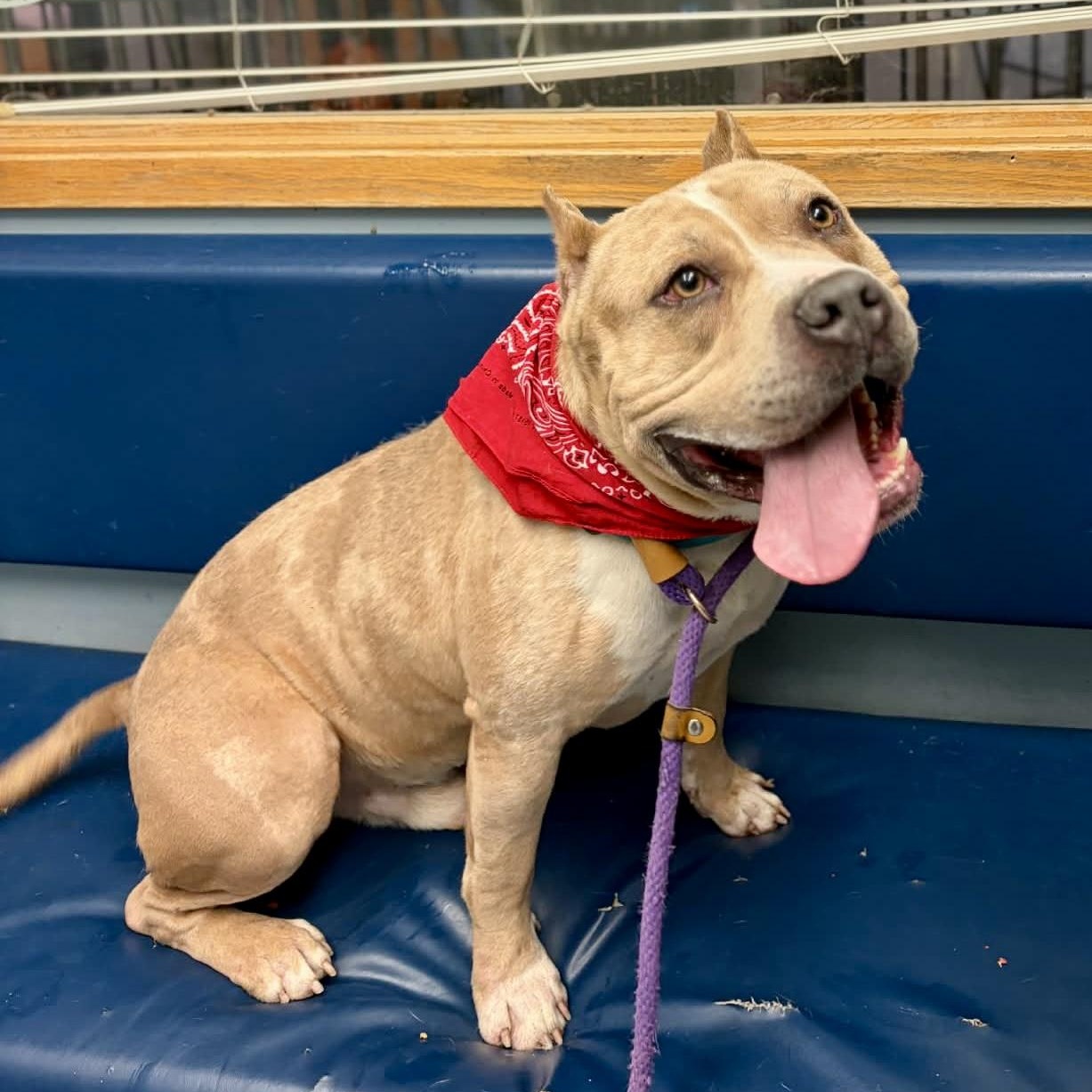 Enlarge Puma, a ADOPTABLE mixed breed in Buffalo, NY image 3/5