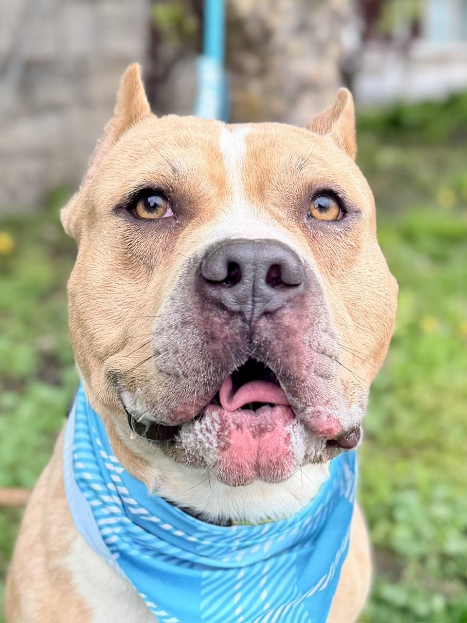 Puma, a ADOPTABLE mixed breed in Buffalo, NY image 4/6