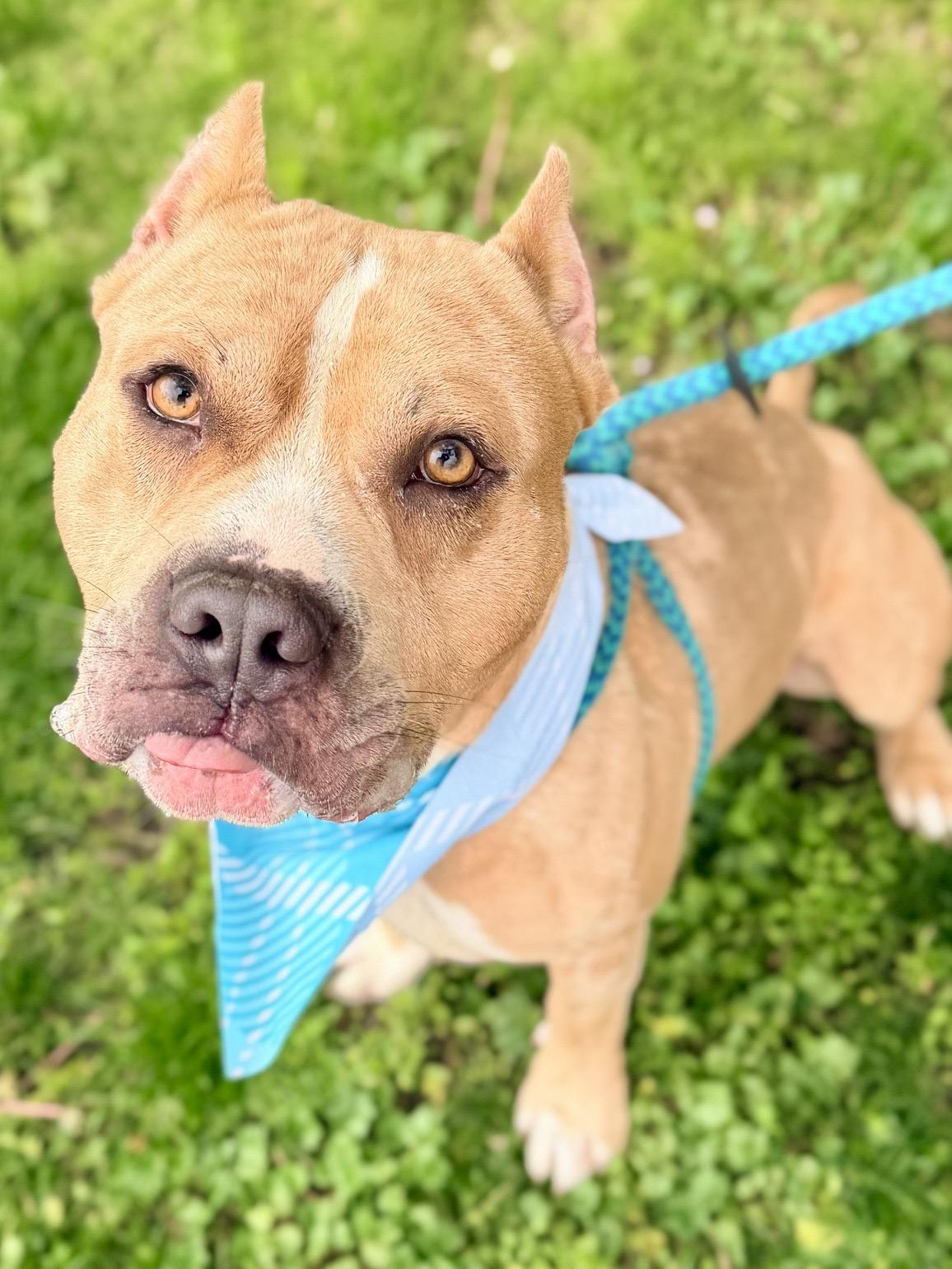 Puma, a ADOPTABLE mixed breed in Buffalo, NY image 5/6
