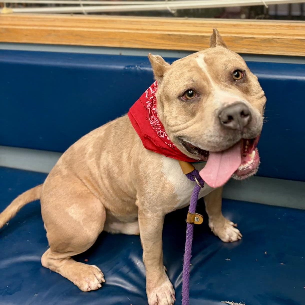 Puma, ADOPTABLE, Adult Male Pit Bull Terrier.