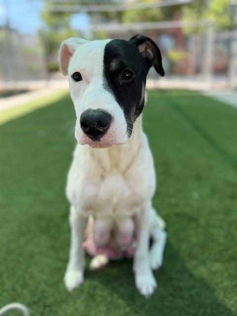 MARBLE, Adoptable, Young Female Pit Bull Terrier & Mixed Breed.