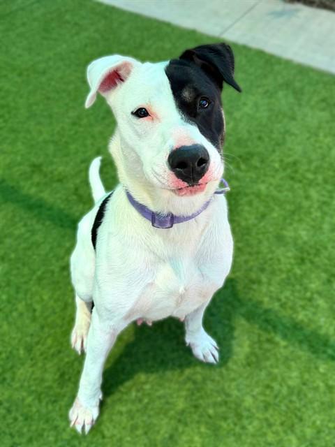 Enlarge MARBLE, a Adoptable mixed breed in Agoura, CA image 1/1