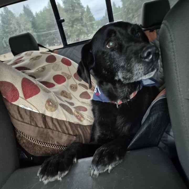 Jack, a Adopted Labrador Retriever in Bonners Ferry, ID image 2/2