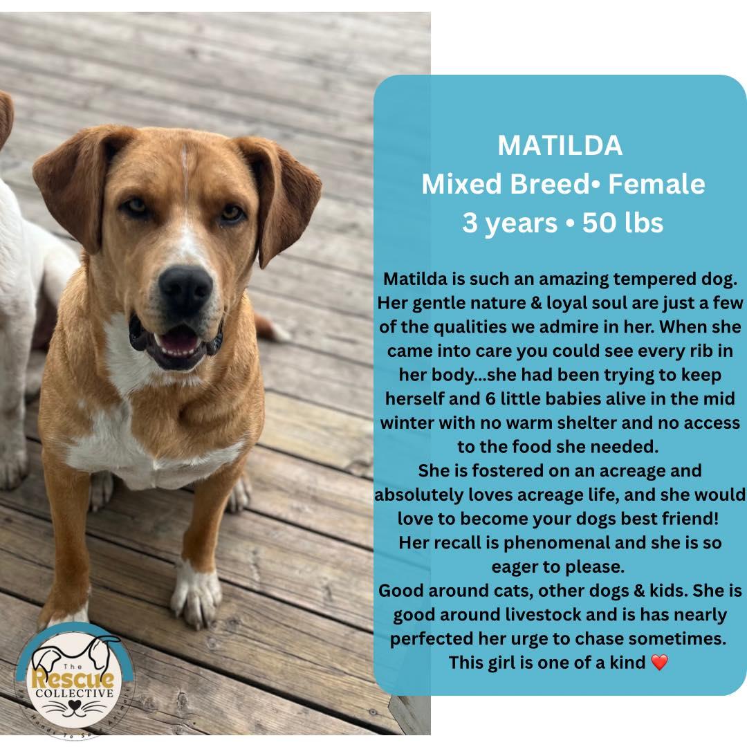 Matilda, an adoptable Mixed Breed in Clive, AB, T0C 0Y0 | Photo Image 1