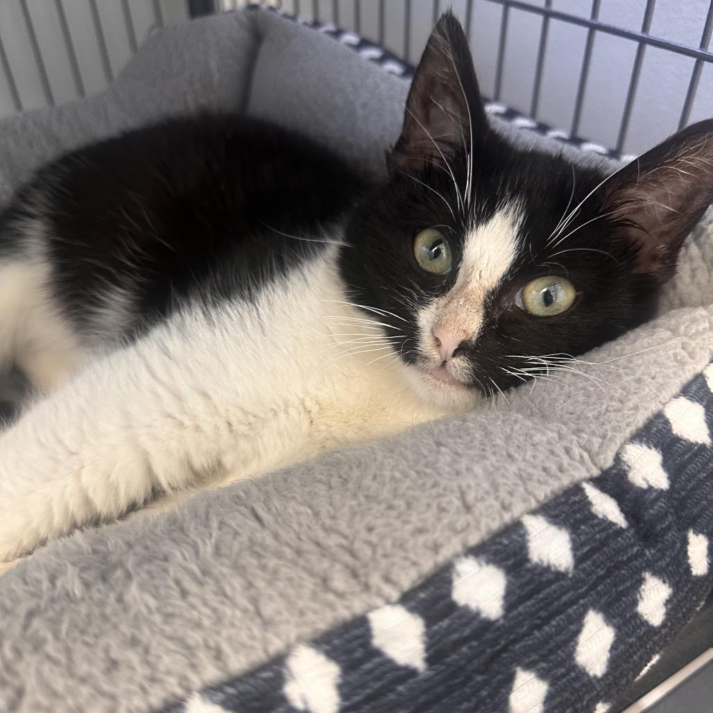 Purrlock Holmes, Adoptable, Kitten Male Domestic Short Hair.