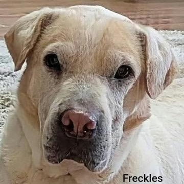 Enlarge FRECKLES -Bio coming soon, a Adoptable Shar-Pei in Cameron, NC image 1/5
