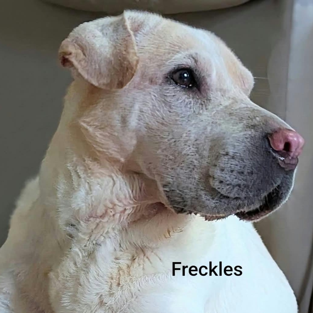 Enlarge FRECKLES -Bio coming soon, a Adoptable Shar-Pei in Cameron, NC image 4/5