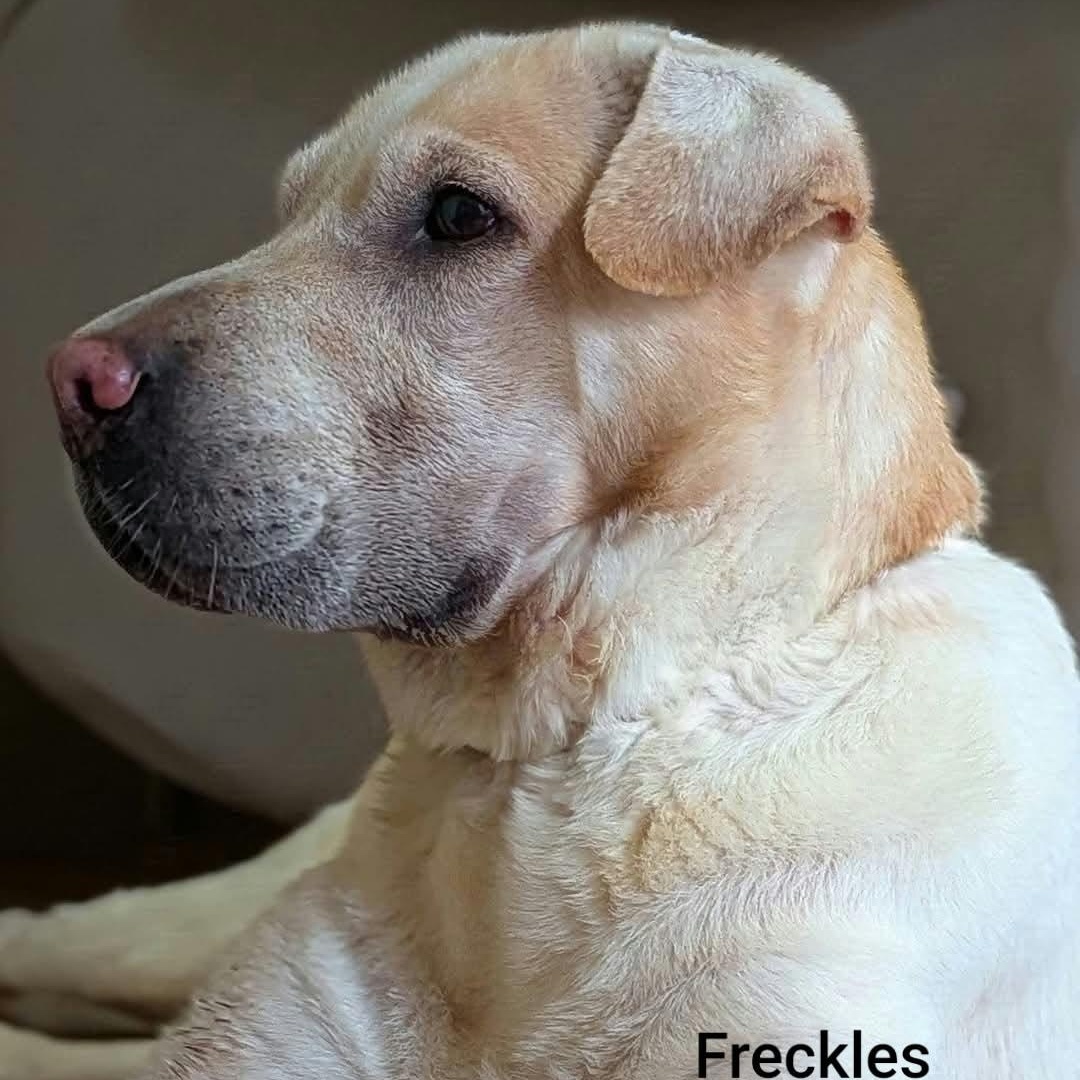 Enlarge FRECKLES -Bio coming soon, a Adoptable Shar-Pei in Cameron, NC image 5/5