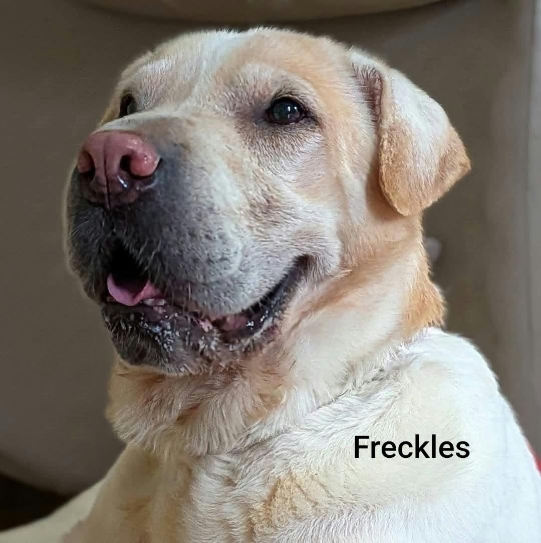 Enlarge FRECKLES -Bio coming soon, a Adoptable Shar-Pei in Cameron, NC image 3/5