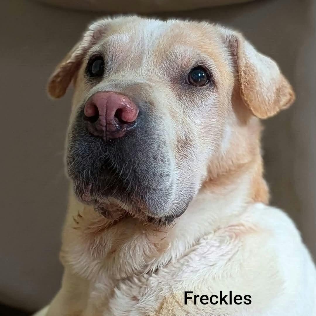 Enlarge FRECKLES -Bio coming soon, a Adoptable Shar-Pei in Cameron, NC image 2/5