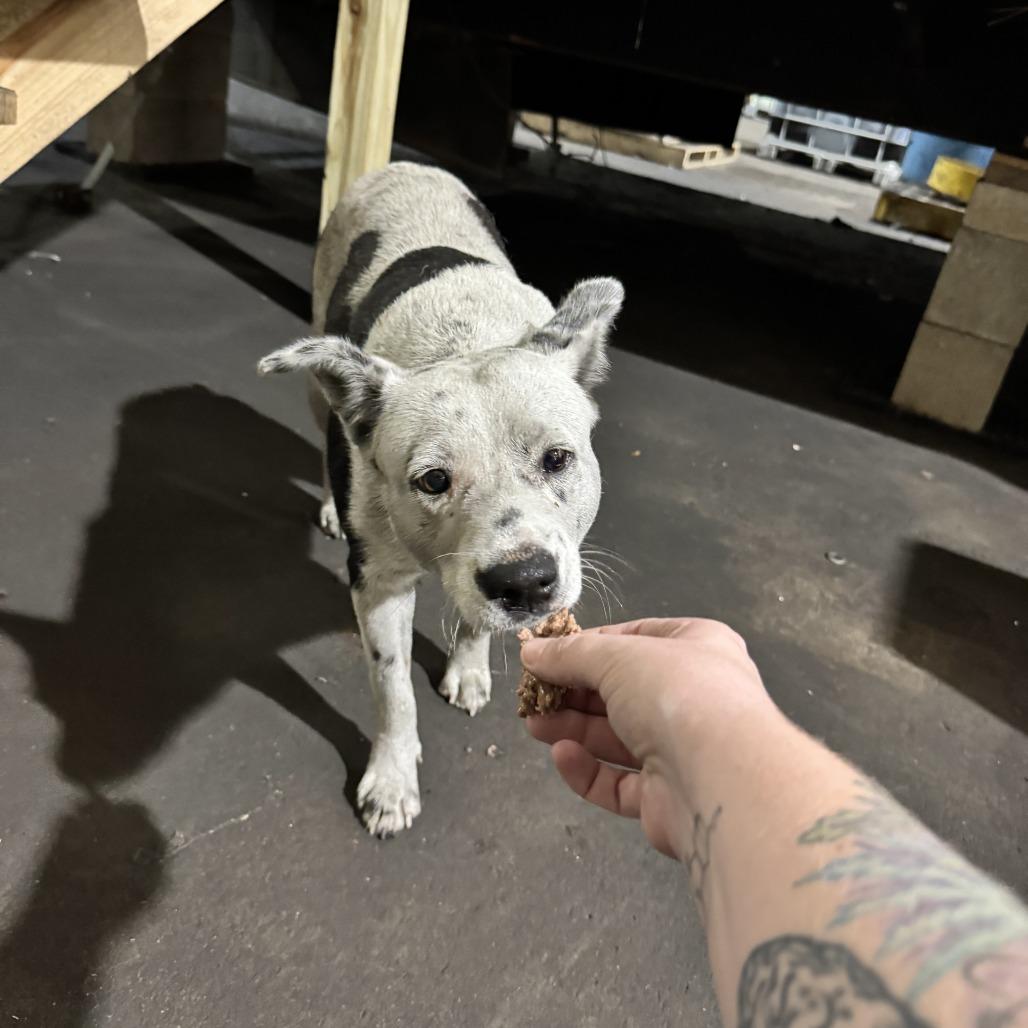 Enlarge Millie, a Adoptable mixed breed in Livingston, TX image 1/1