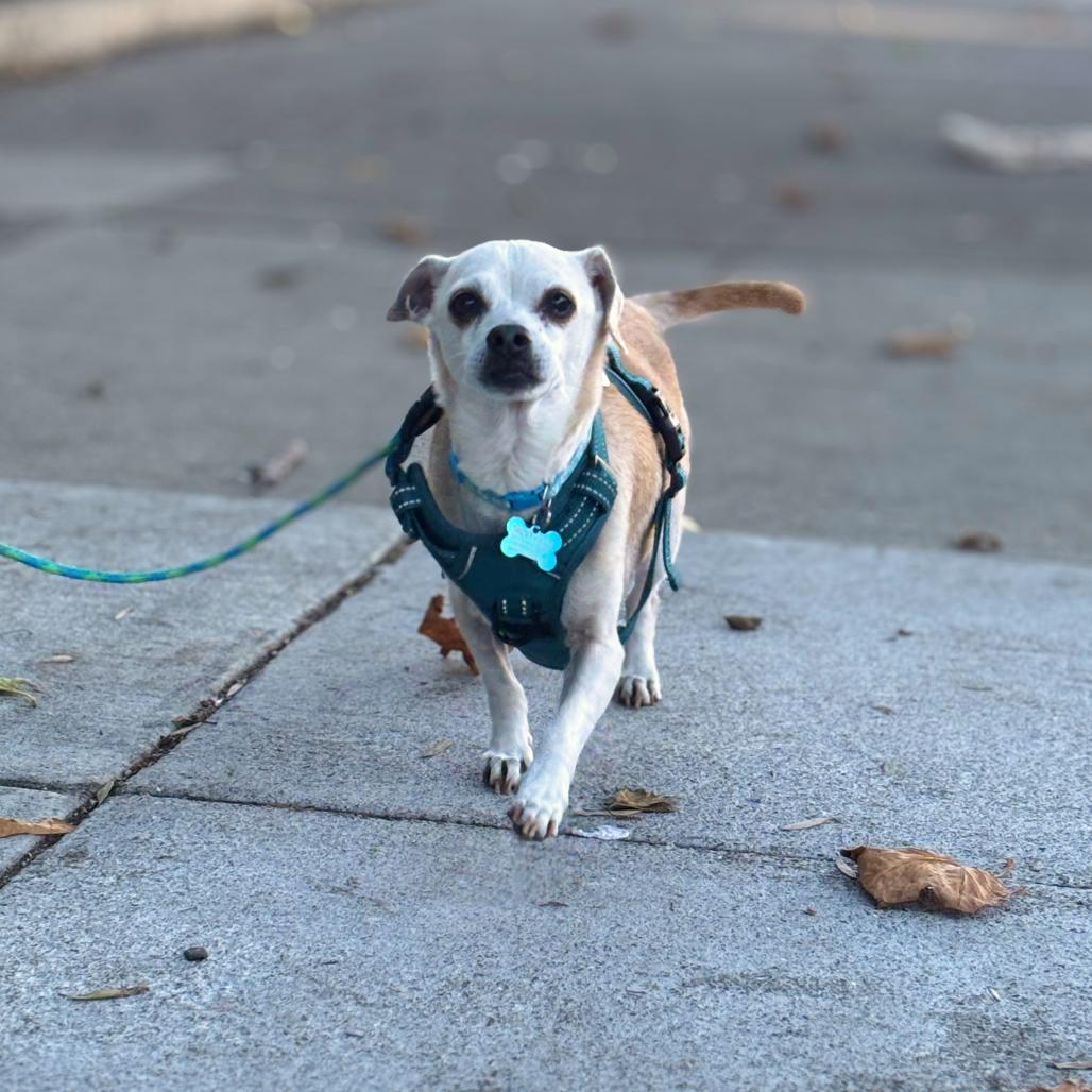 Enlarge Deuce 13222, a Adoptable Chihuahua in San Francisco, CA image 1/1