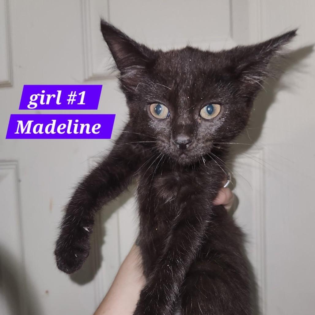 Enlarge Madeline, a Adoptable Domestic Short Hair in Charlottesville, VA image 1/5