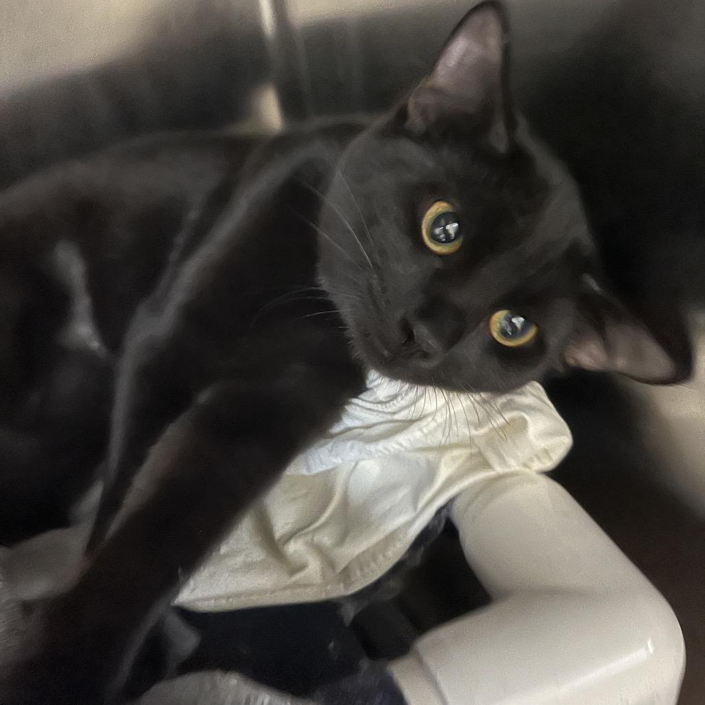 Enlarge Madeline, a Adoptable Domestic Short Hair in Charlottesville, VA image 2/5