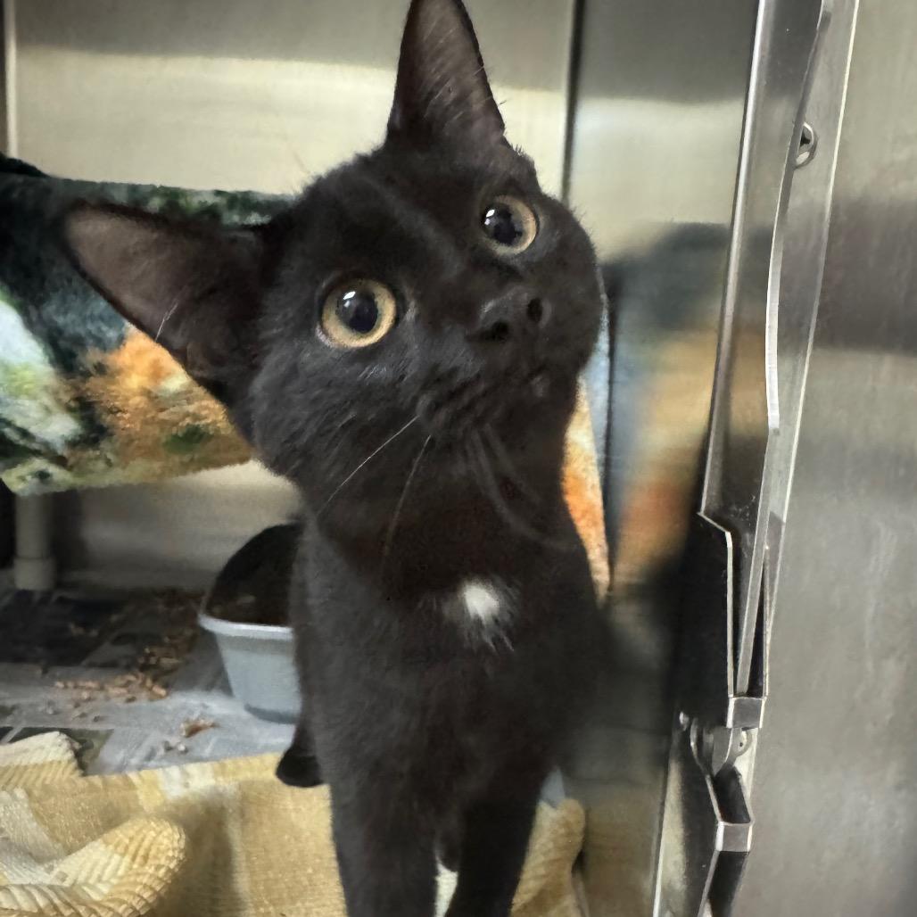 Enlarge Madeline, a Adoptable Domestic Short Hair in Charlottesville, VA image 3/5