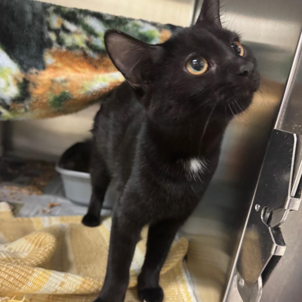 Enlarge Madeline, a Adoptable Domestic Short Hair in Charlottesville, VA image 4/5